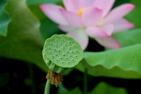 莲蓬莲子