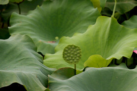 莲蓬莲子