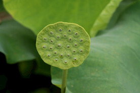 莲蓬莲子