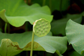 莲蓬莲子
