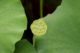 莲蓬莲子