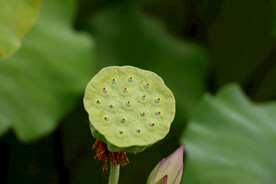 莲蓬莲子