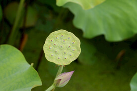 莲蓬莲子