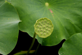 莲蓬莲子