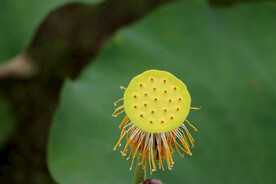 莲蓬莲子