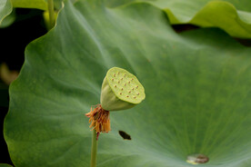 莲蓬莲子