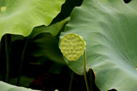 莲蓬莲子