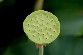 莲蓬莲子