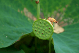 莲蓬莲子