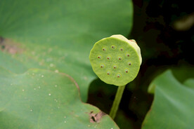 莲蓬莲子