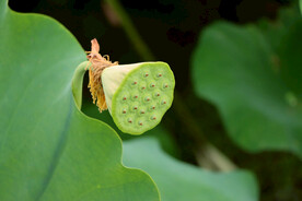 莲蓬莲子