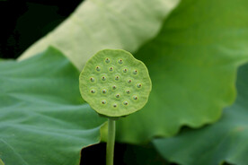 莲蓬莲子
