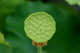 莲蓬莲子