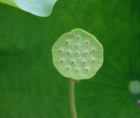 莲蓬莲子