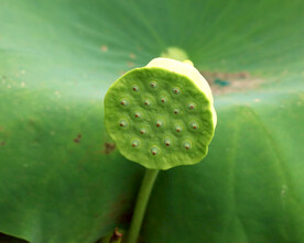 莲蓬莲子