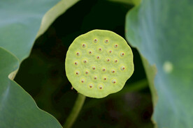 莲蓬莲子