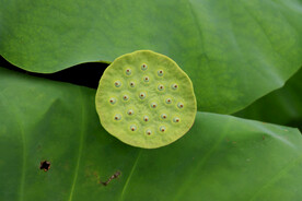 莲蓬莲子