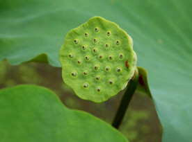 莲蓬莲子