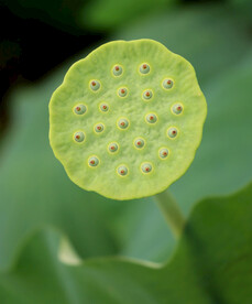 莲蓬莲子