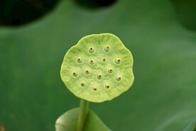 莲蓬莲子