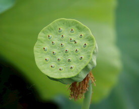 莲蓬莲子