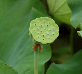 莲蓬莲子