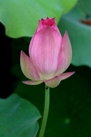 荷花花苞花蕾