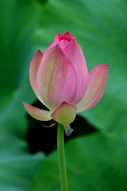 荷花花苞