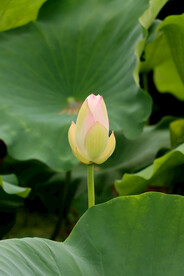荷花花苞