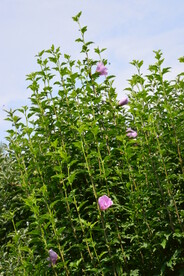 园林花草