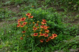 园林花草