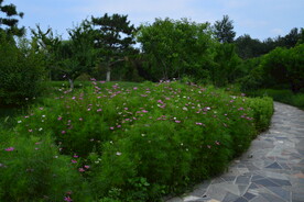 公园风景  