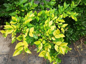 园林花草 
