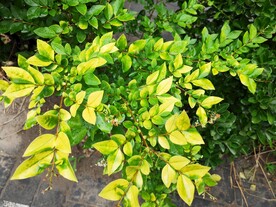 园林花草 