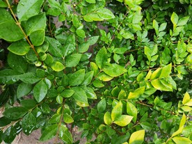 园林花草  