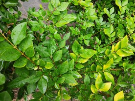 园林花草 