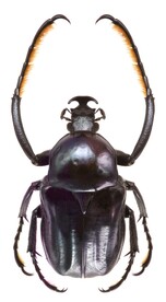 小甲虫