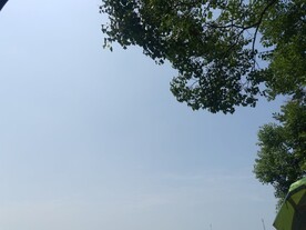 树荫蓝天