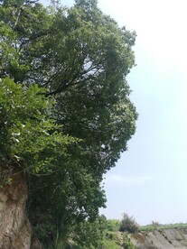 树荫蓝天