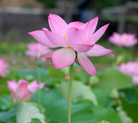 粉色荷花