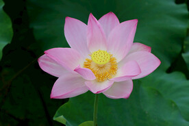 荷花特写