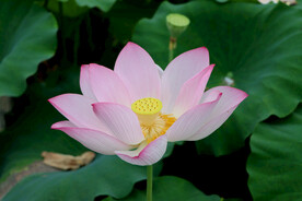 荷花特写