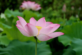 荷花特写