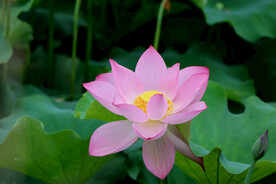 荷花特写