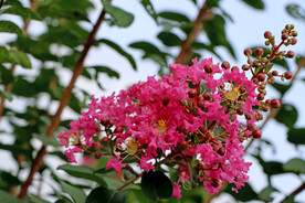 百日红花