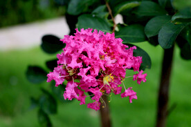 痒痒花