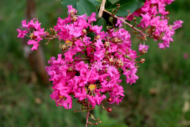 痒痒花