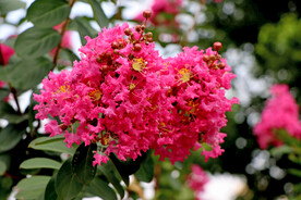 痒痒花