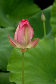 荷花花苞