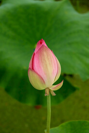 荷花花苞